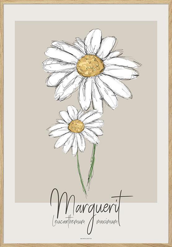 Kunstplakat - Margueritblomst