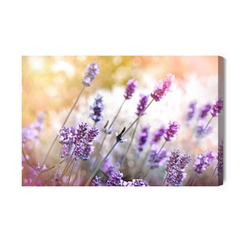 Blomstrende lavendel lærred