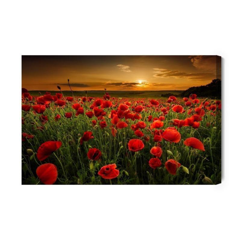 Lærred med valmuer ved solnedgang 3D