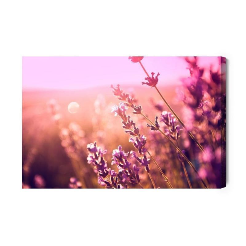 Lærred med lavendelblomster i solen 3D