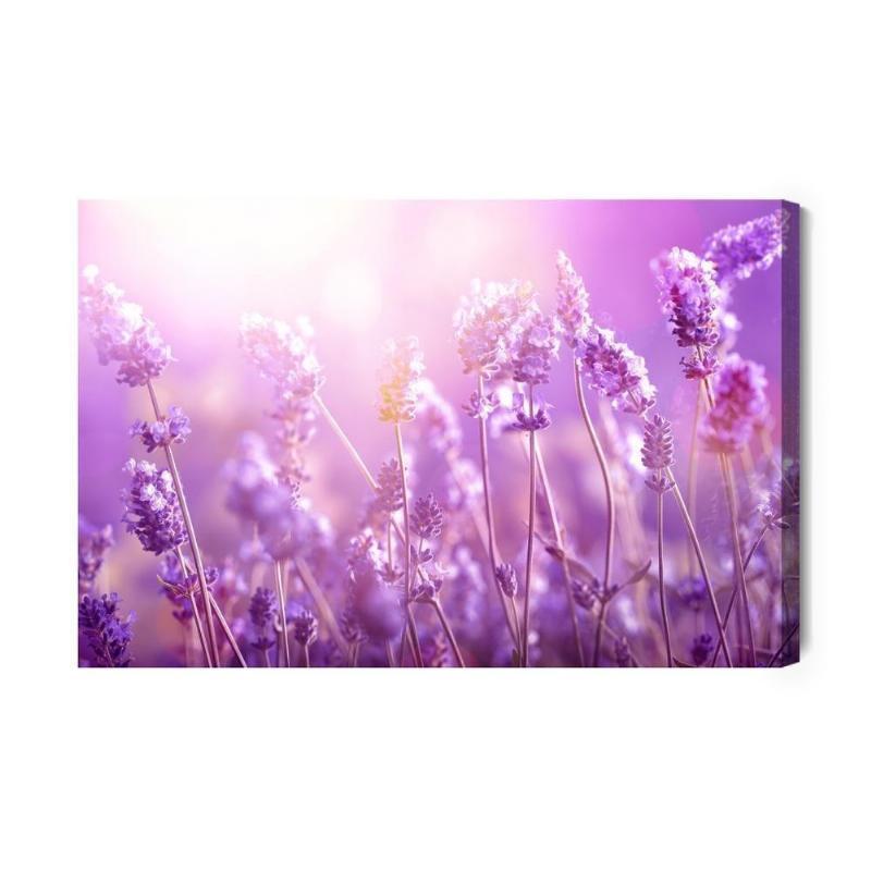 Lærred med lavendelblomster i solen