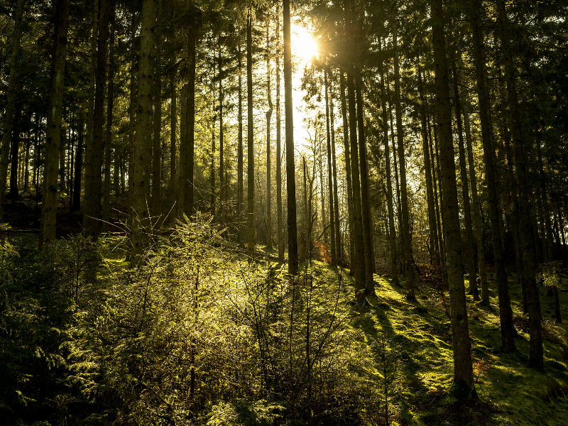 Natur14 af Preben Stentoft - Naturguide