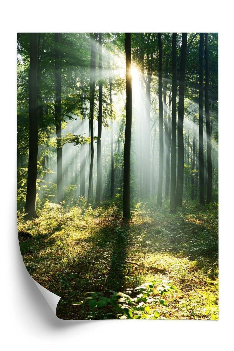 Plakat - Solrig morgen i grøn skov
