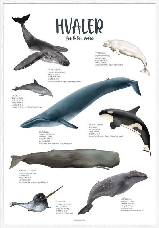 Plakat med 8 hvaler fra verdens oceaner