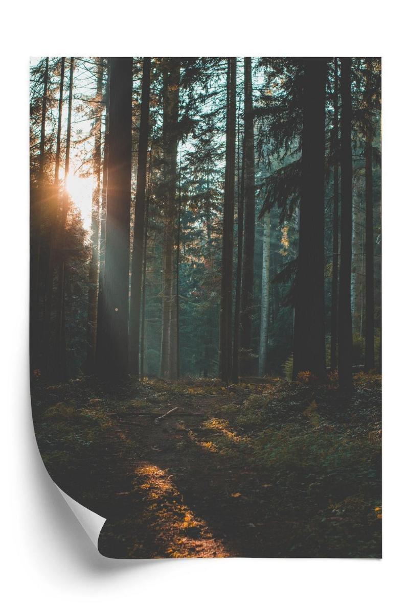 Plakat - Mystisk sommermorgen i tåget skov