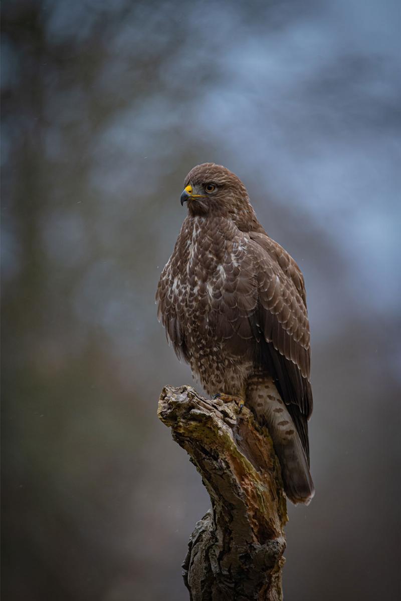 Buzzard af Daniel Faisst - En spændende fortælling