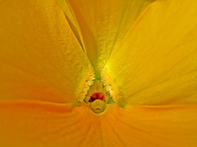 Pauline Snoeijs' Viola Blomsterkunst