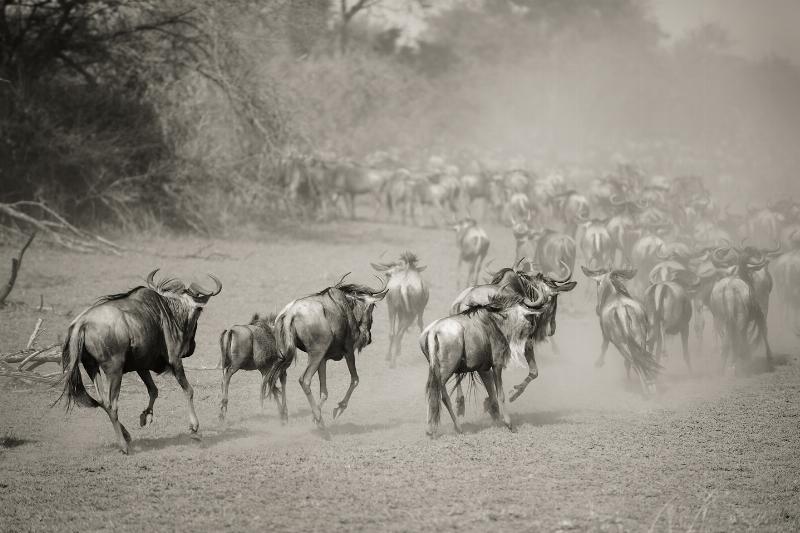 Wilderbeest i Serengeti af Julie Aucoin