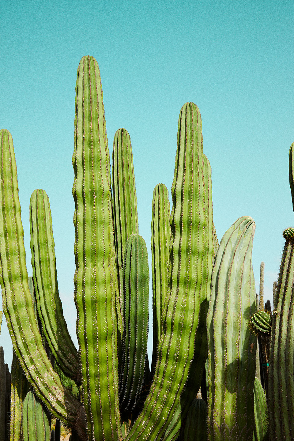 Cactusland No. 3 af Camilla Schmidt – Unik Kunst til Dit Hjem