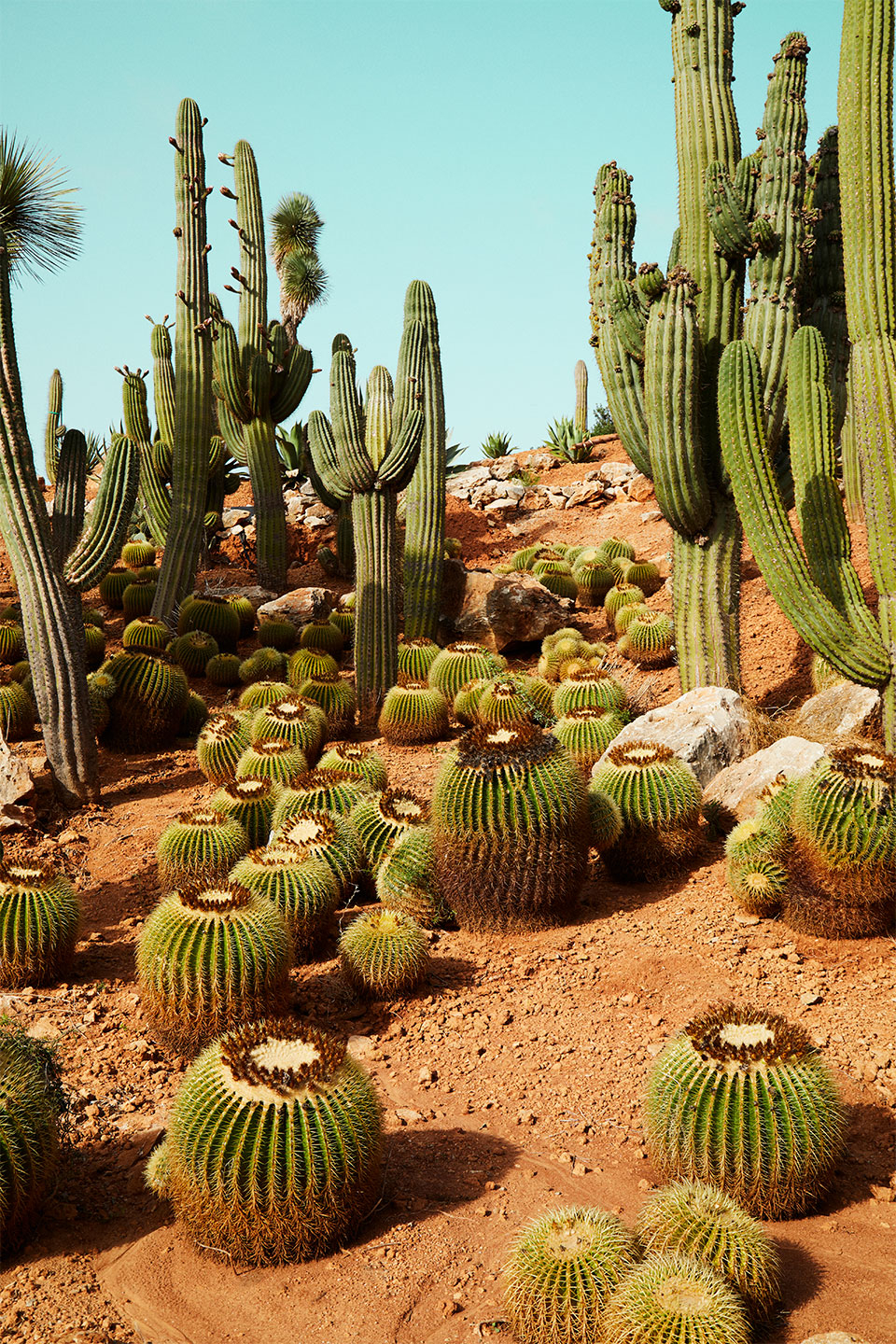 Cactusland No. 1 - Unik Kunst til Dit Hjem