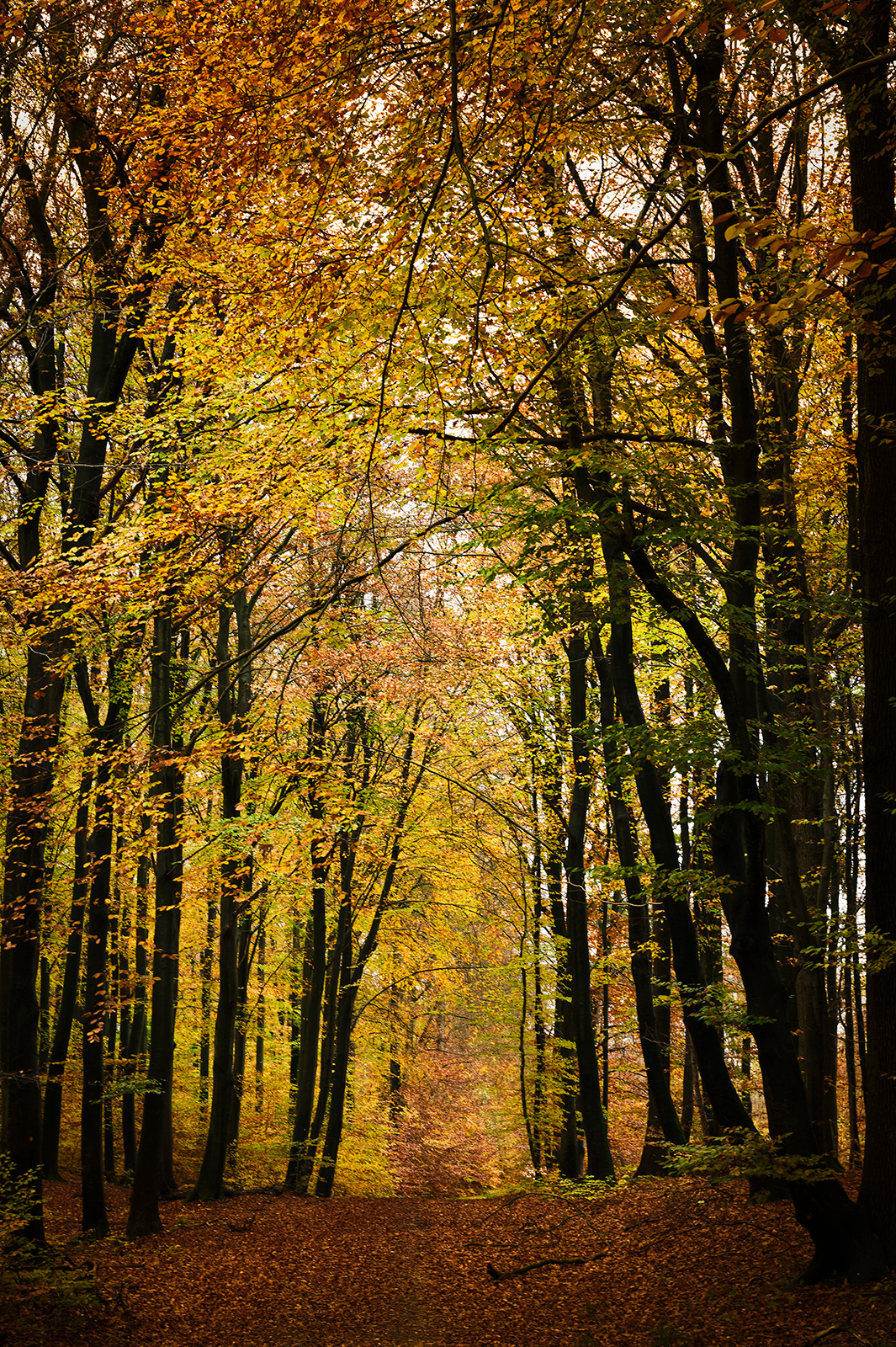 Autumn af Jakob Evers