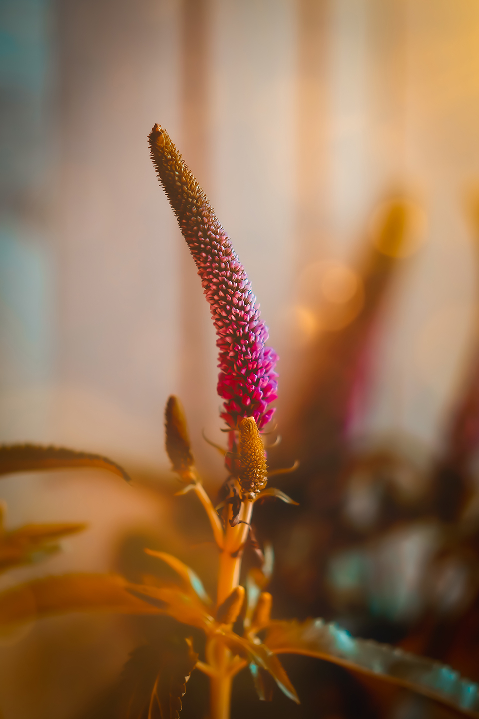 Kunsttryk: Blomst i Aftensol - Smukstil By Mea
