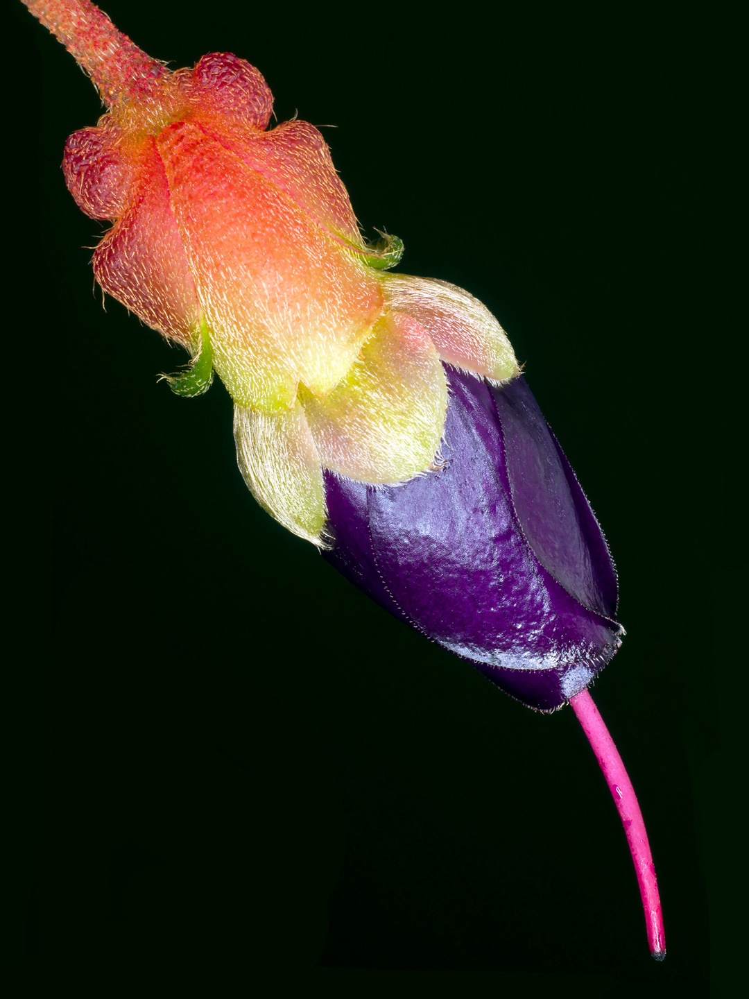 Brachyotum Campanulare Kunstværk af Pauline Snoeijs