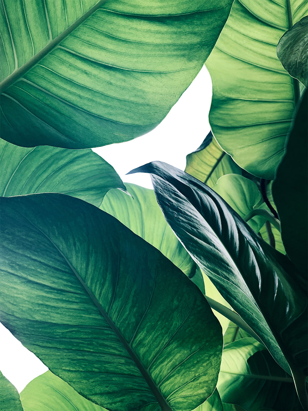 Calathea No. 1 Kunstværk - Unik Indretning til Dit Hjem