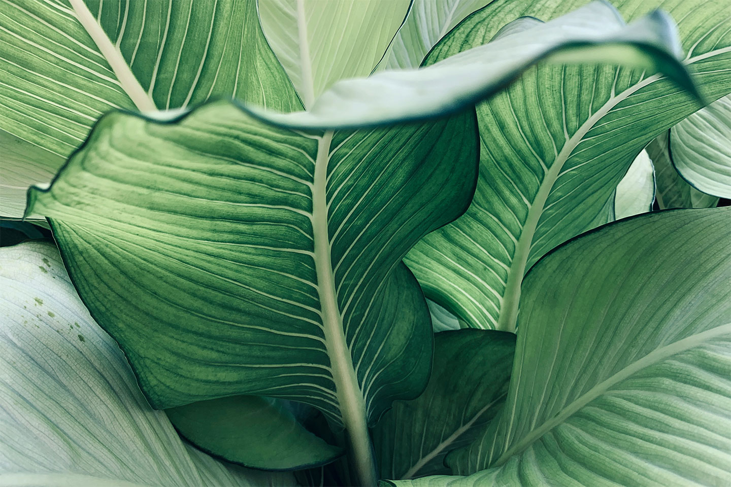 Calathea No. 2 Kunstværk - Unik Dekoration til Dit Hjem