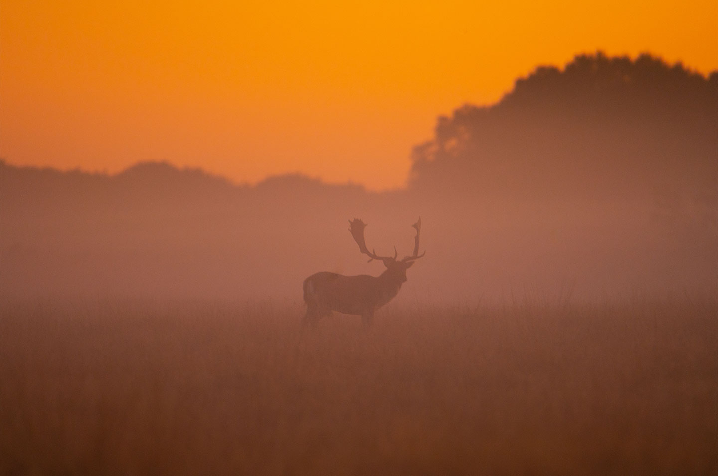 Dawn of a New Day - Kunstværk af Daniel Faisst