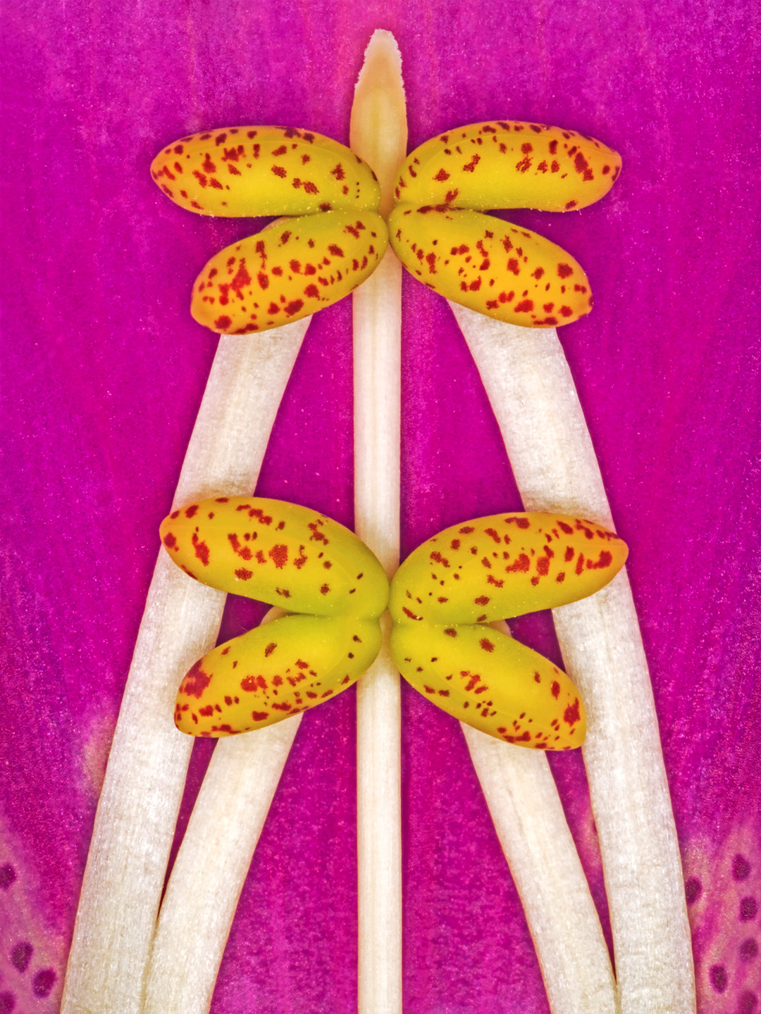 Digitalis Purpurea Kunstværk af Pauline Snoeijs - Unikt Design