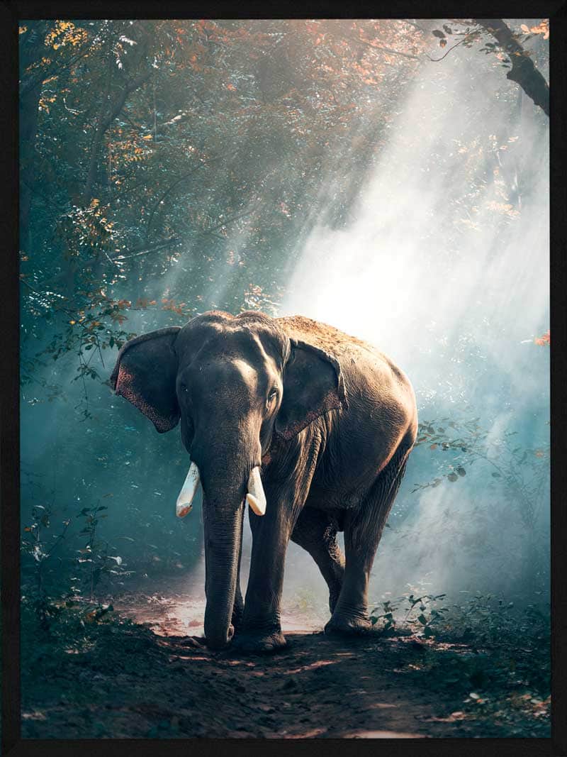Elefant i Lysning - Plakat fra Postersbyus