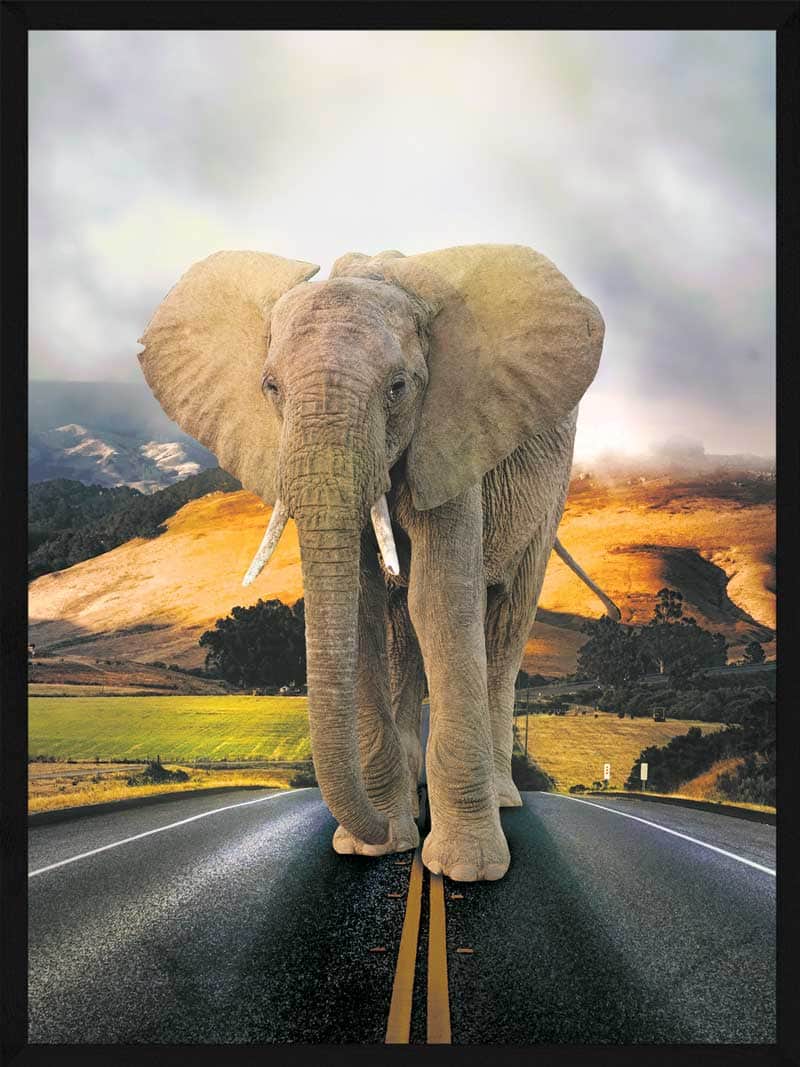 Elefant på vejen - Unik plakat til dyrelskere