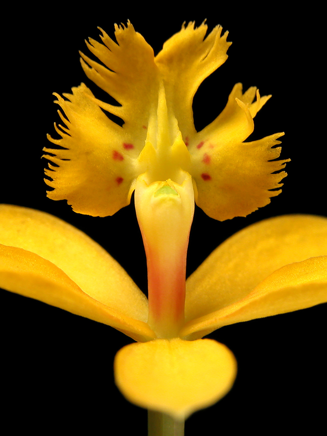 Epidendrum Kunstværk af Pauline Snoeijs til Dit Hjem