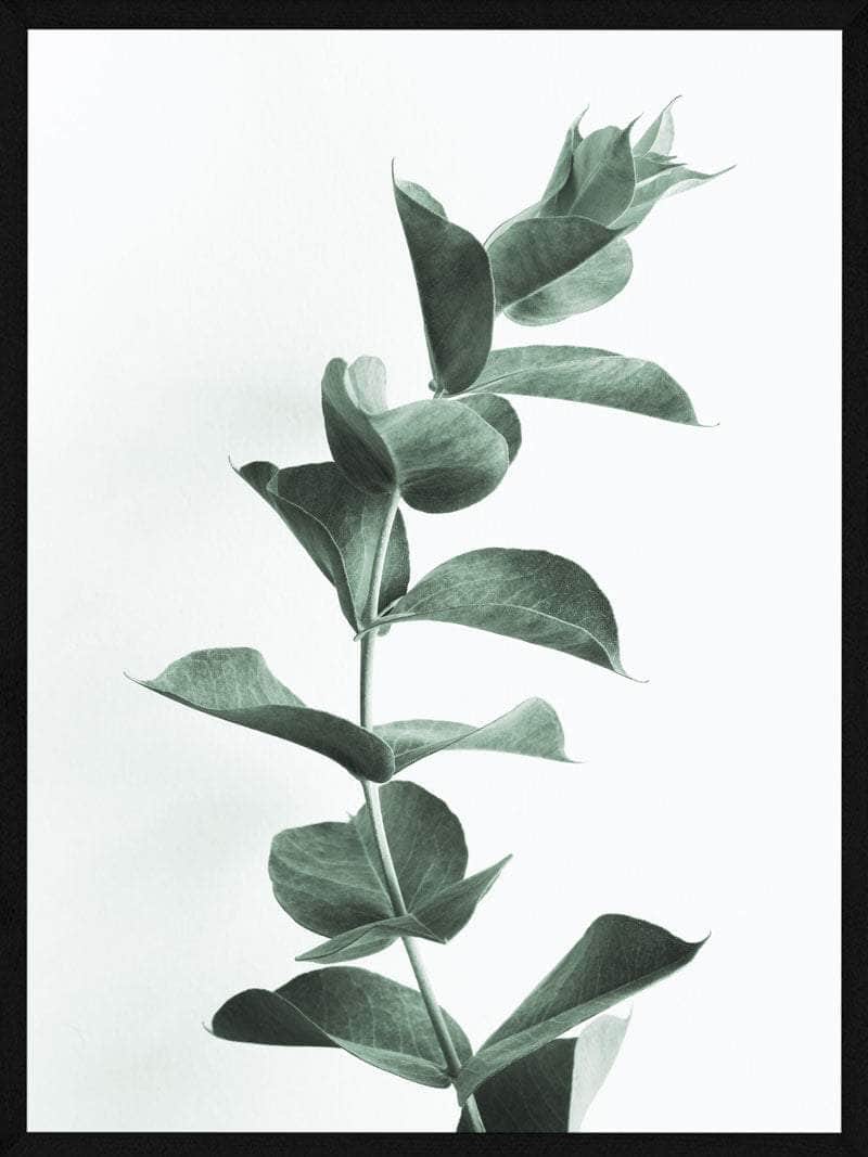 Eucalyptusskønhed: Botanisk Plakat til Dit Hjem