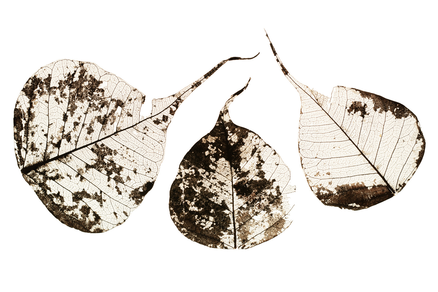 Fallen Leaves #1 – Unikt Kunstværk af Tal Paz-Fridman