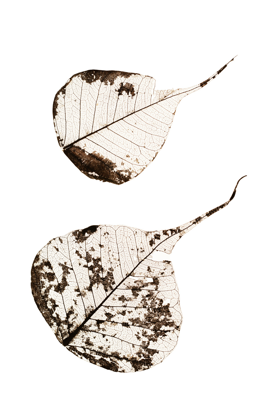 Fallen Leaves #2 – Unik Kunst til Dit Hjem
