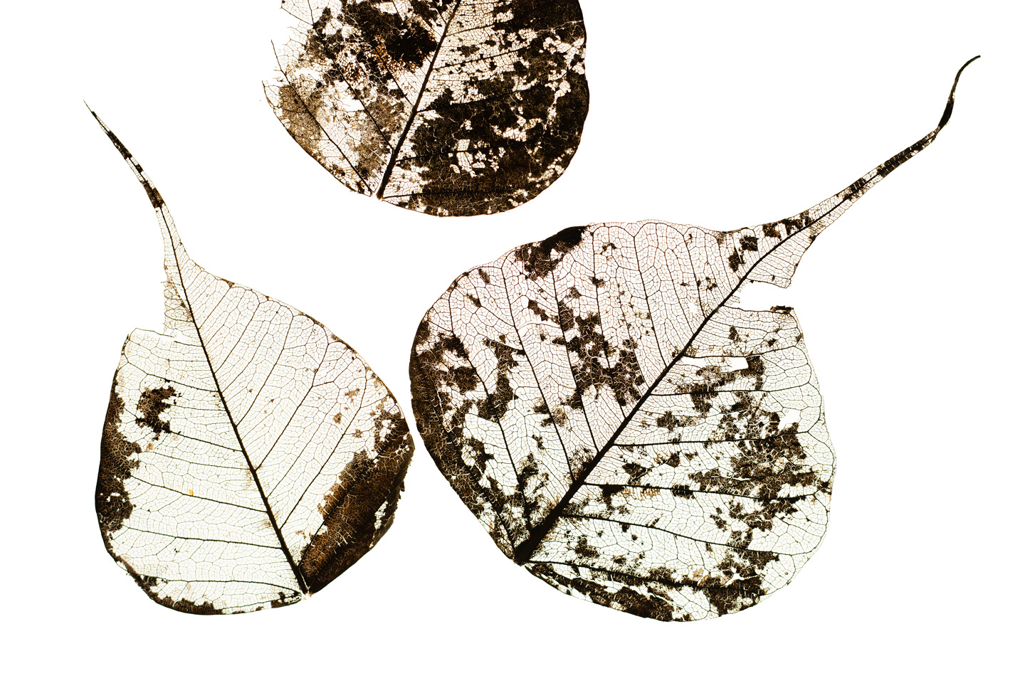 Fallen Leaves #3 af Tal Paz-Fridman - Unik Kunst til Hjemmet