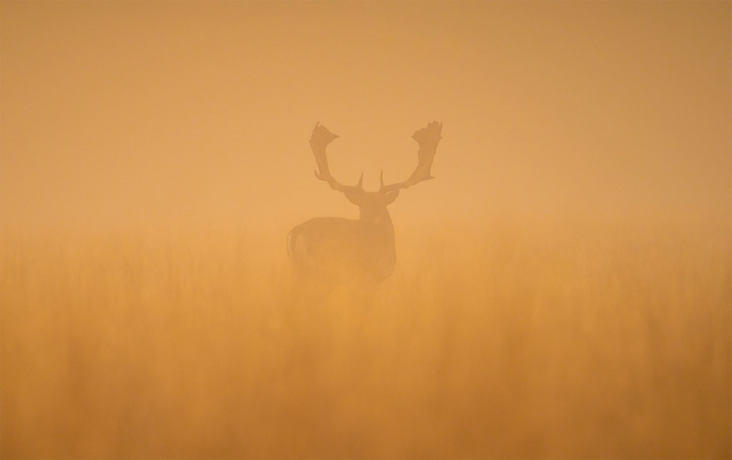 Fallow Deer Stag ved Daggry af Daniel Faisst - Unikt Kunstværk