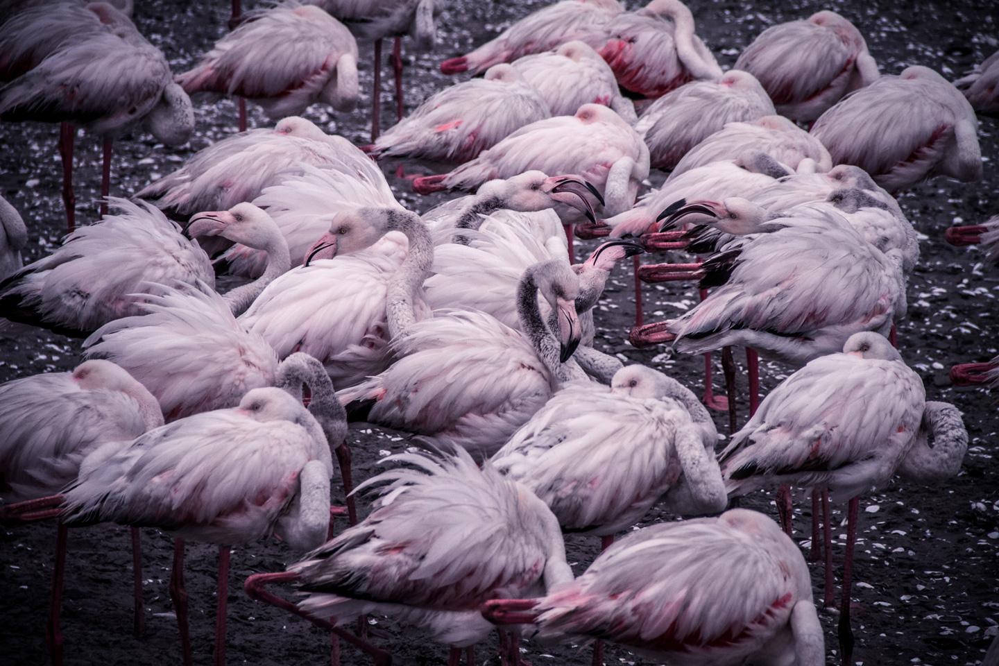 Flamingo Cluster Kunstværk af Mikkel Beiter - Unik Dekoration