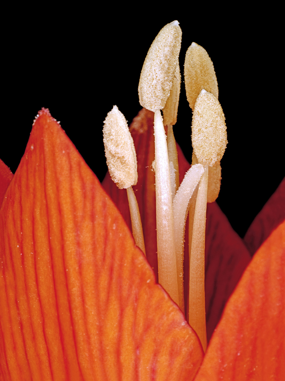 Fritillaria Imperialis Kunstværk af Pauline Snoeijs