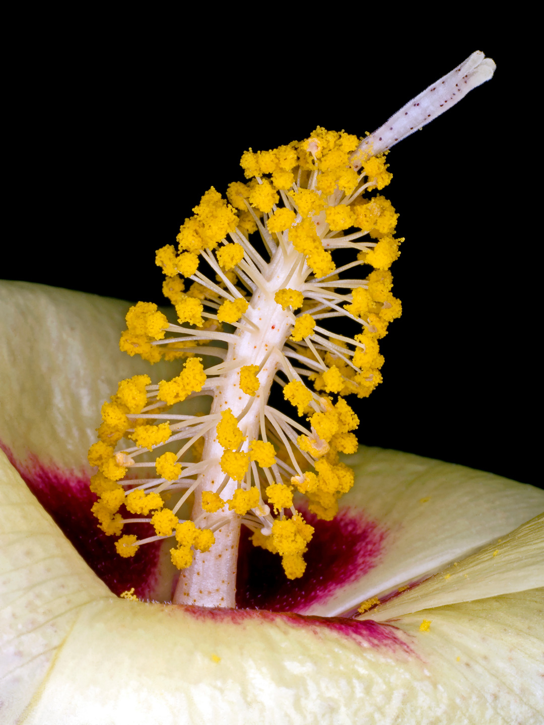 Gossypium Darwinii Kunstværk af Pauline Snoeijs