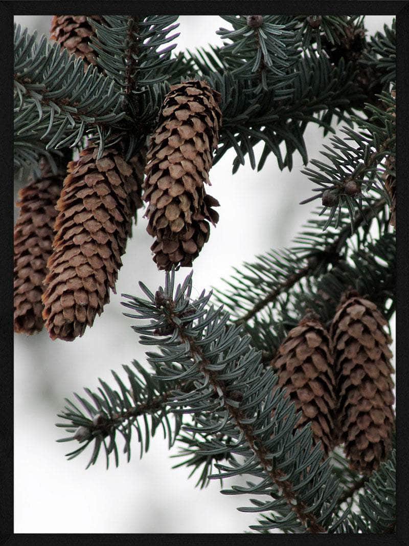Grankogler Juleplakat - Skab Julestemning i Dit Hjem