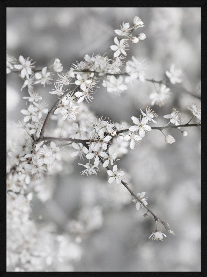 Botanisk plakat med hvide blomster - Elegance til hjemmet
