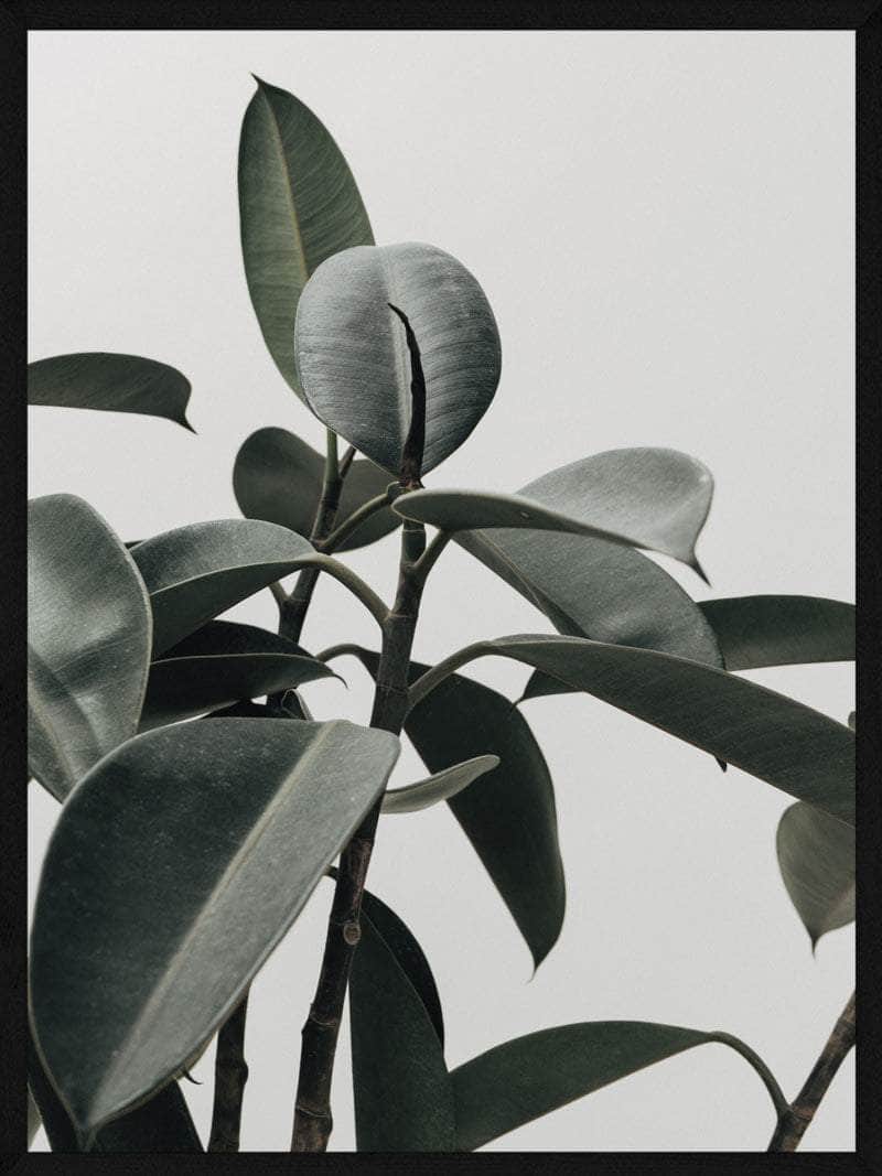 Gummi Plante Plakat - Smuk Botanisk Kunstprint