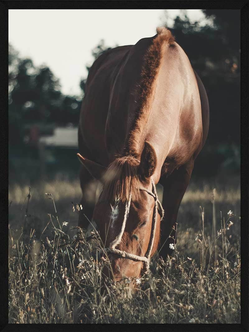 Hesteplakat - Græssende Hest til Dit Hjem