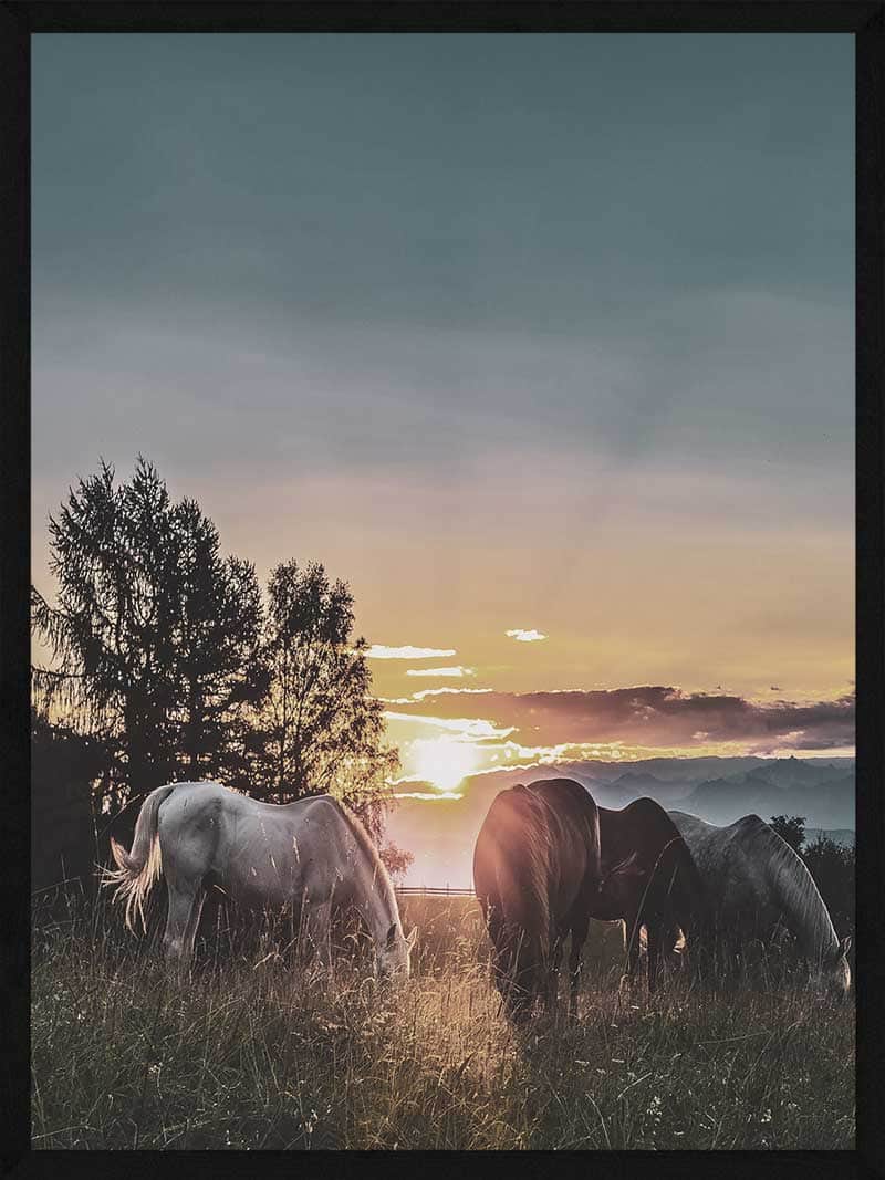 Heste plakat - Heste i solnedgang