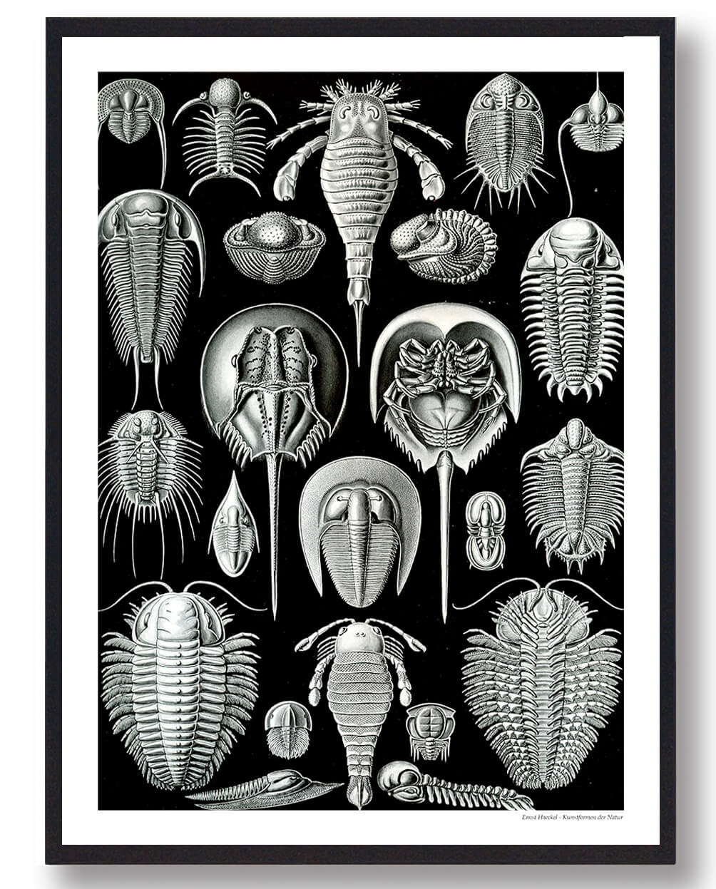 Hestesko Krabbe Plakat - Naturplakat til Dit Hjem