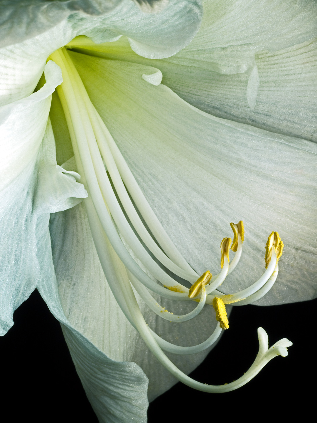 Hippeastrum Kunstværk af Pauline Snoeijs – Unik Dekoration
