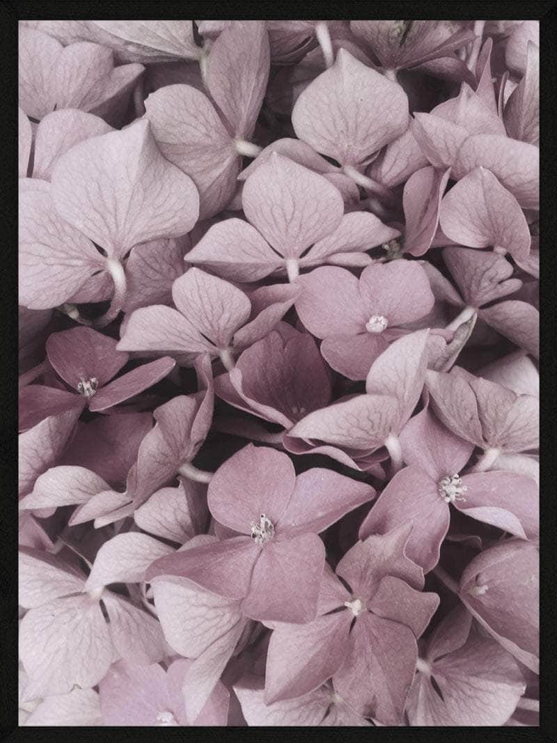 Hortensia Plakat – Smuk Botanisk Kunst til Dit Hjem