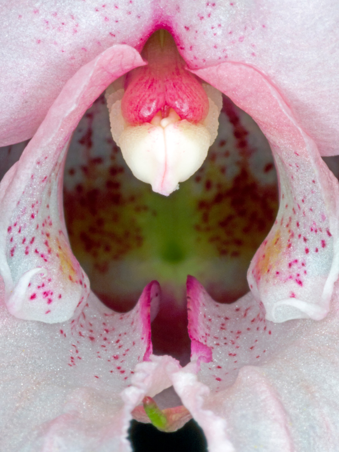 Smuk kunst af Impatiens Glandulifera fra Pauline Snoeijs