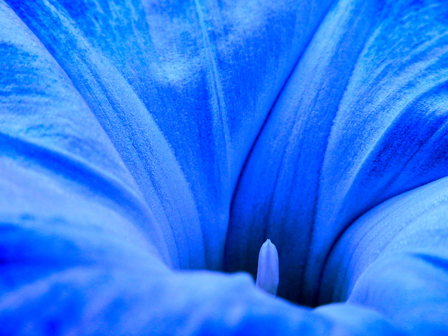 Smuk Ipomoea Tricolor Kunstværk til Dit Hjem