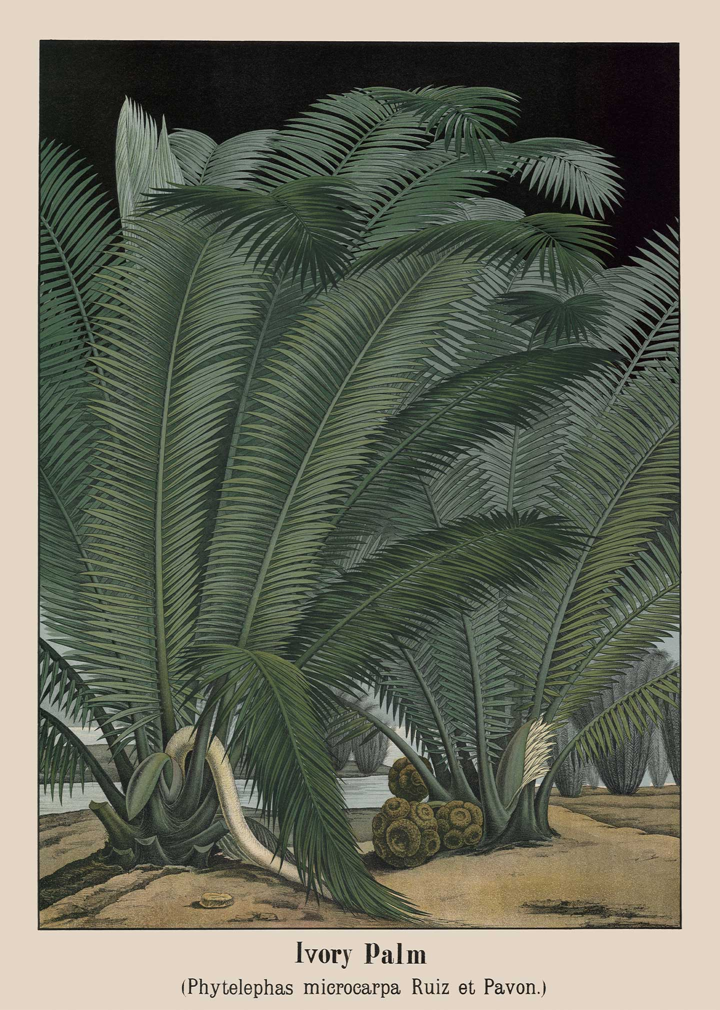 Vintage Plakat: Ivory Palm fra Vintage Vista Designs
