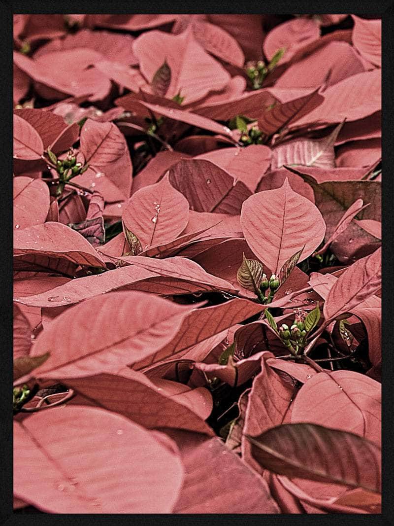 Julestjerner Juleplakat - Skab Julestemning i Dit Hjem