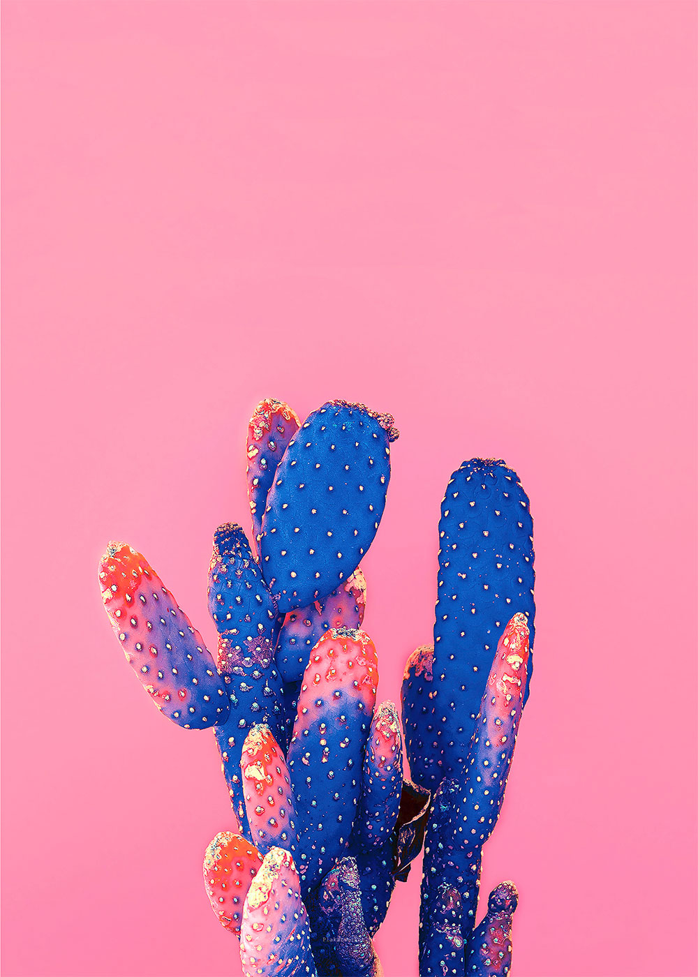 Køb Love Pink Kaktus - Unik Kunstplakat til Dit Hjem