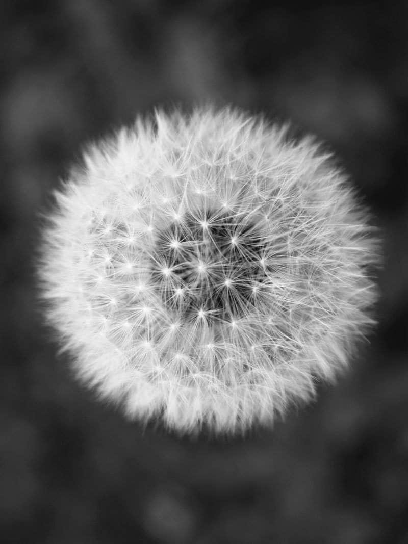 Mælkebøtte Plakat - Grafisk Botanik Kunsttryk til Indretning