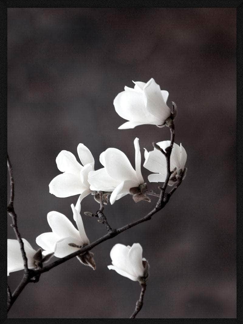 Magnolia Blomster Plakat - Botanisk Kunstværk til Dit Hjem