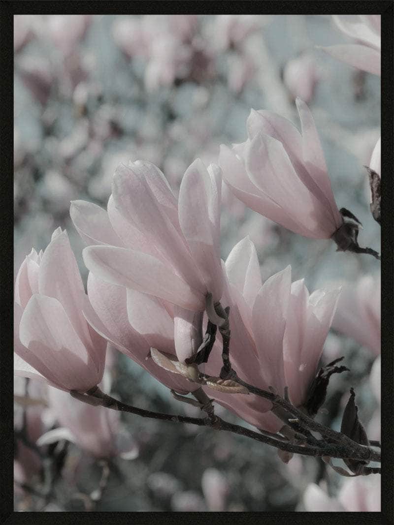 Magnolia Plakat - Elegant botanisk vægkunst til dit hjem