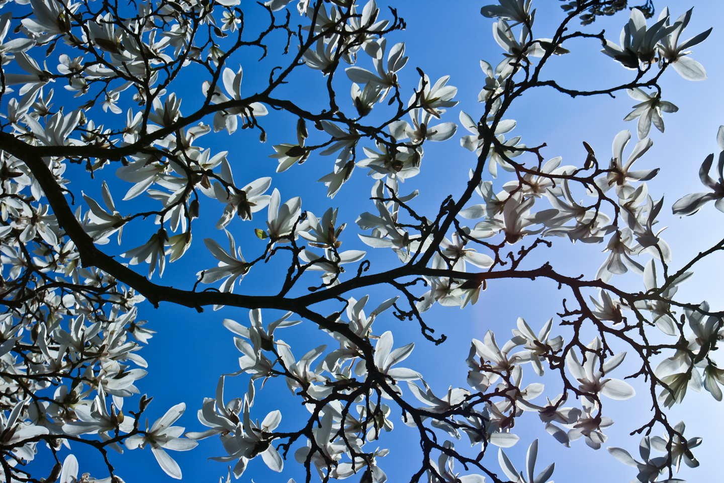 Magnolia Kunstværk af Kirsten Stigsgaard - Unik Dekoration