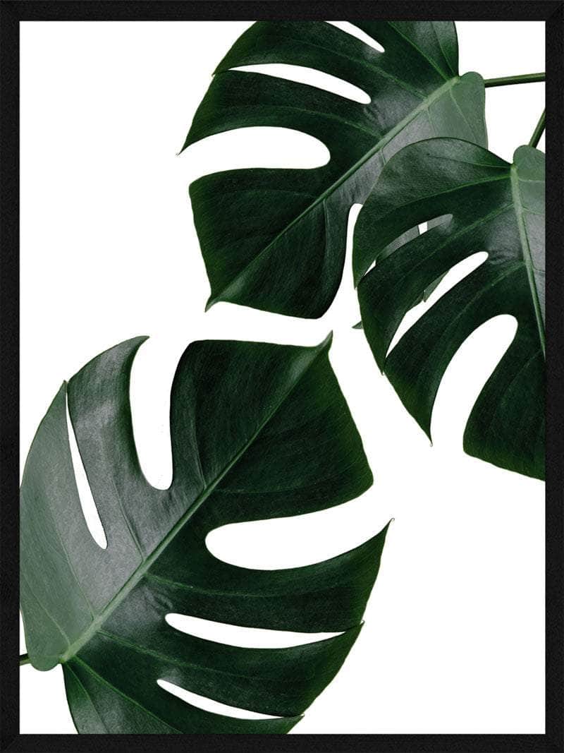Monstera Plakat – Smuk Botanisk Kunst til Dit Hjem